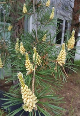 Pinus sylvestris