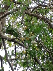 Melicoccus oliviformis