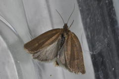 Aphelia viburnana