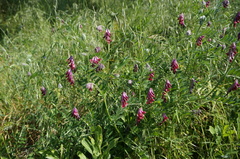Vicia benghalensis