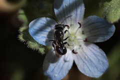 Protosmia rubifloris