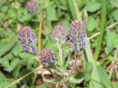 Veronica orsiniana