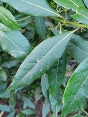 Laurus