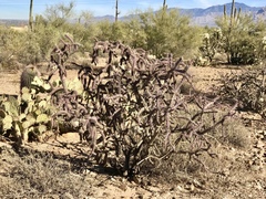 Cylindropuntia thurberi versicolor
