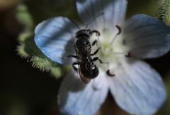 Protosmia rubifloris