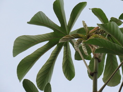 Cecropia
