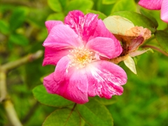 Magnoliopsida