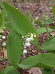 Convallaria pseudomajalis