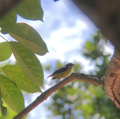 Euphonia laniirostris
