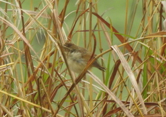 Cisticola cantans