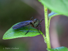 Empis borealis