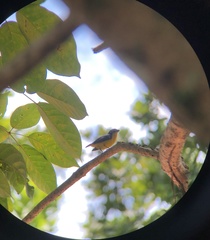 Euphonia laniirostris