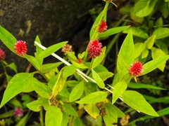 Angiospermae