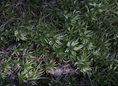Sphagnum riparium