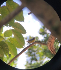 Euphonia laniirostris