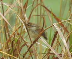Cisticola cantans