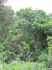 Voacanga thouarsii