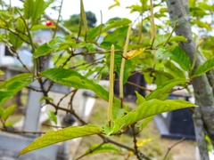 Magnoliopsida