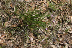 Callisia ornata