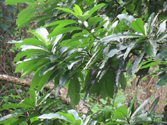 Voacanga thouarsii