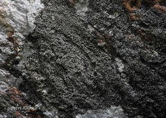 Rhizocarpon eupetraeum