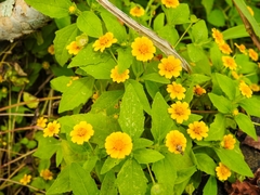 Asteraceae