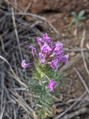 Glandularia pubera