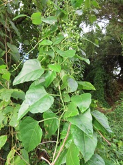 Cissus fragilis