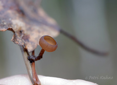 Myriosclerotinia dennisii