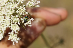 Bilyaxia concinna