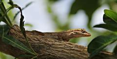 Anolis wellbornae