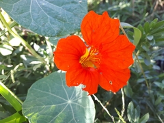 Tropaeolum majus