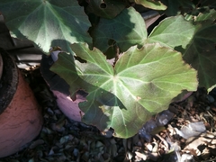 Begonia × tuberhybrida