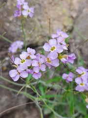 Arabidopsis cebennensis