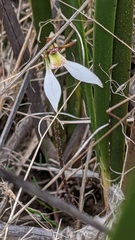 Eriochilus collinus
