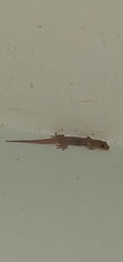 Gehyra mutilata