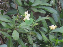 Voacanga thouarsii