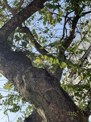 Bauhinia variegata candida