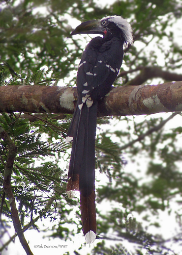 Eastern Long-tailed Hornbill