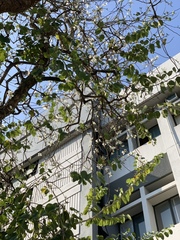 Bauhinia variegata candida