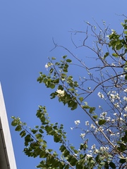 Bauhinia variegata candida