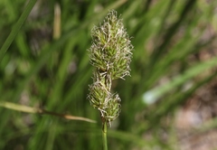 Carex fracta