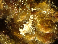 Aegires punctilucens