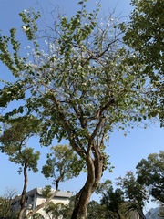 Bauhinia variegata candida