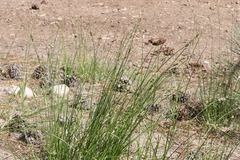 Carex fracta