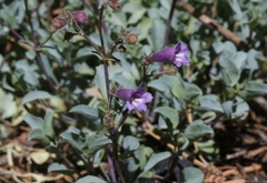 Penstemon caesius