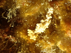 Aegires punctilucens