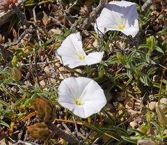 Convolvulus valentinus