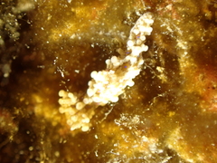 Aegires punctilucens