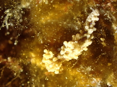 Aegires punctilucens